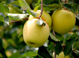 Яблоки сорт Голден Делишес. 10-20 кг в год (34 р/кг)