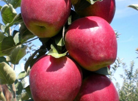 Яблоня сорт Моди. 10-20 кг/год