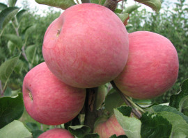 Яблоня сорт Пирос. 10-20 кг в год (34 р/кг)